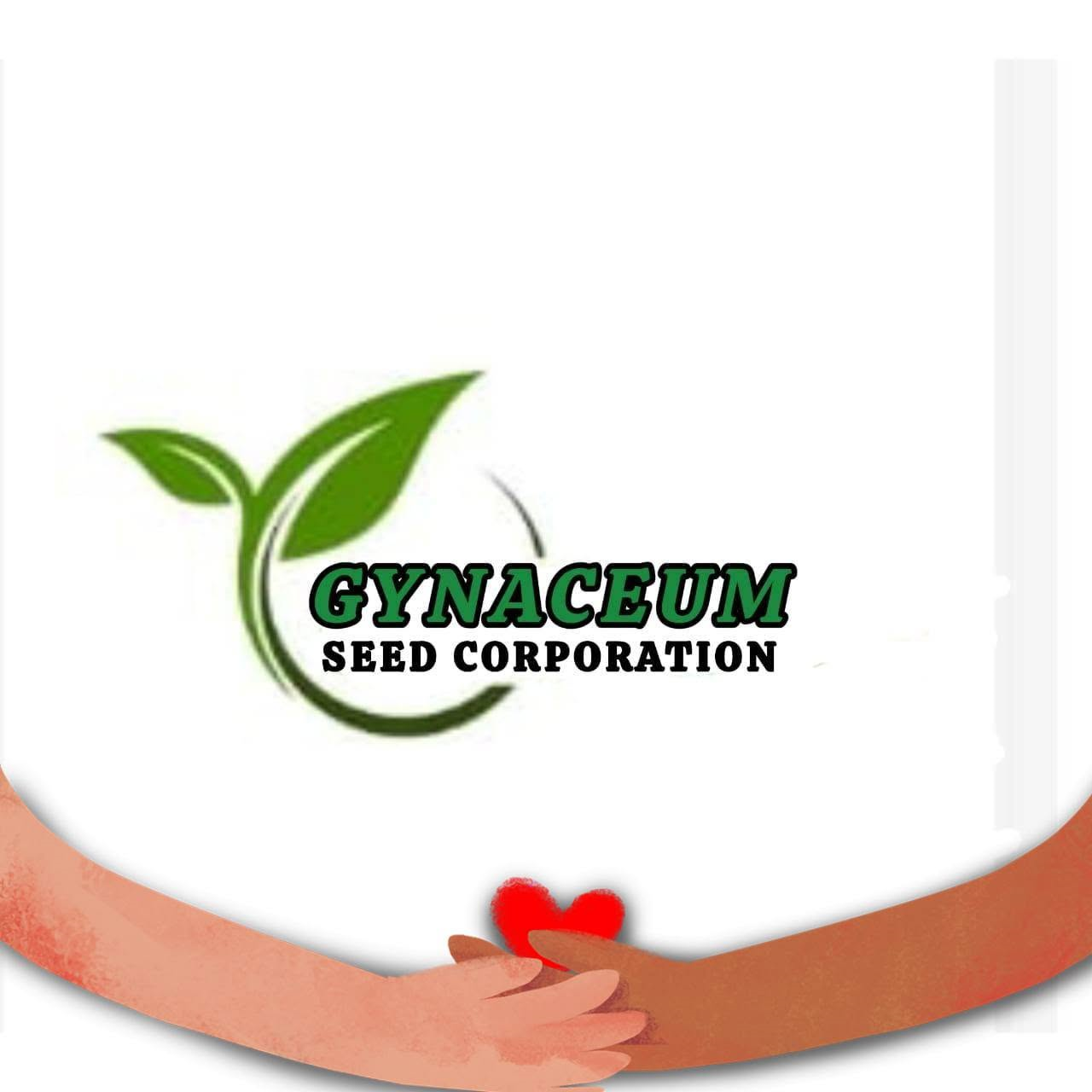 G-339 Hybrid Maize
