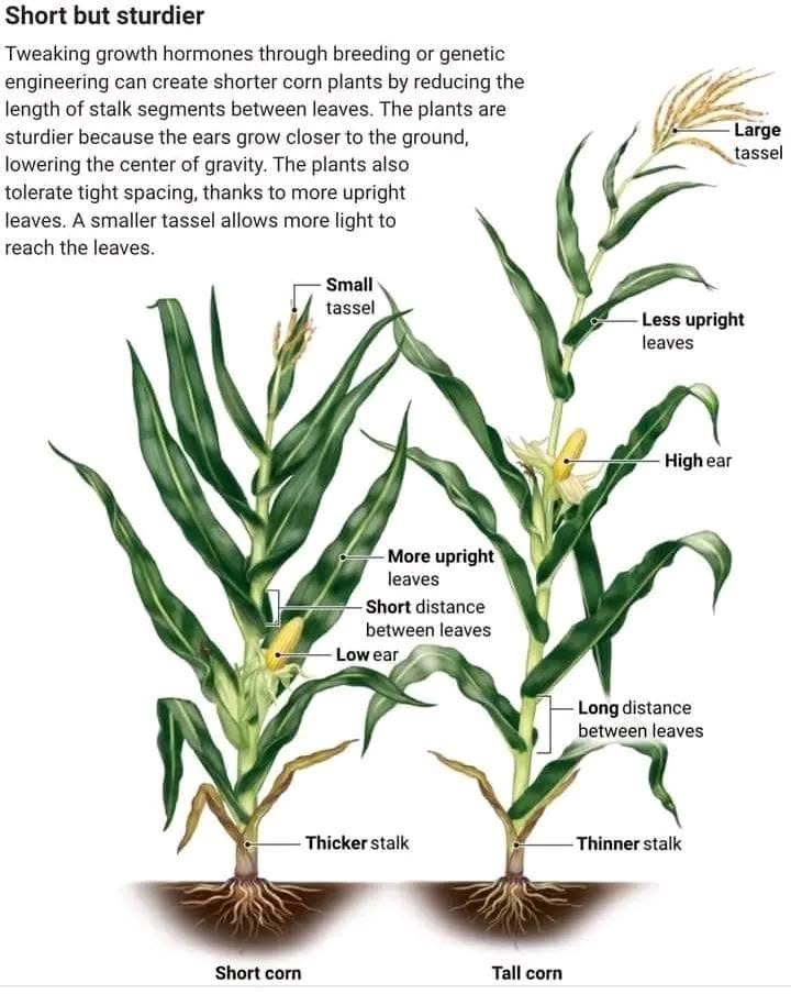 G-339 Hybrid Maize