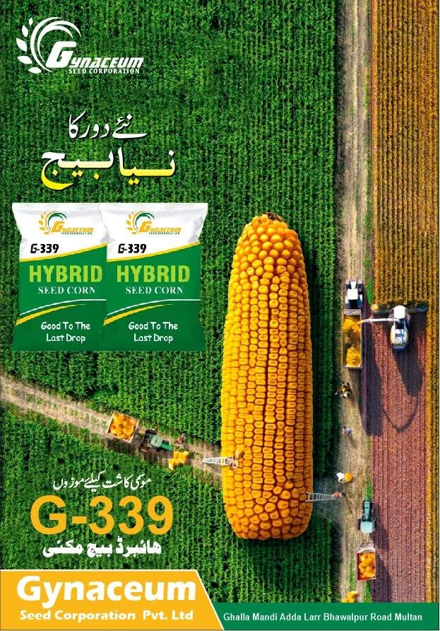 Life at Gynacem